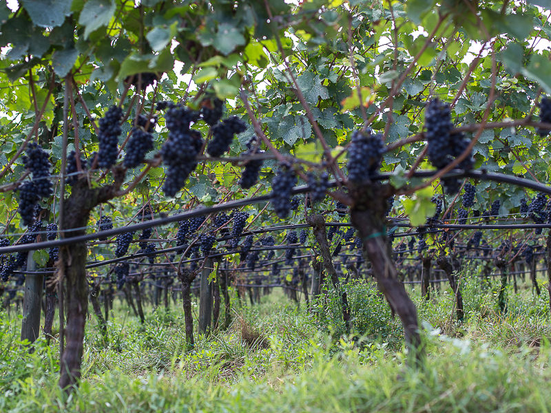 Cembra Gewurztraminer Cantine Monfort Trento Doc