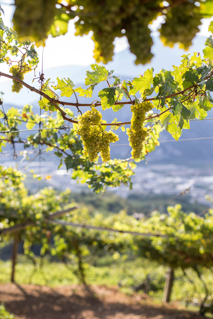 Muller Thurgau Cantine Monfort Trento Doc