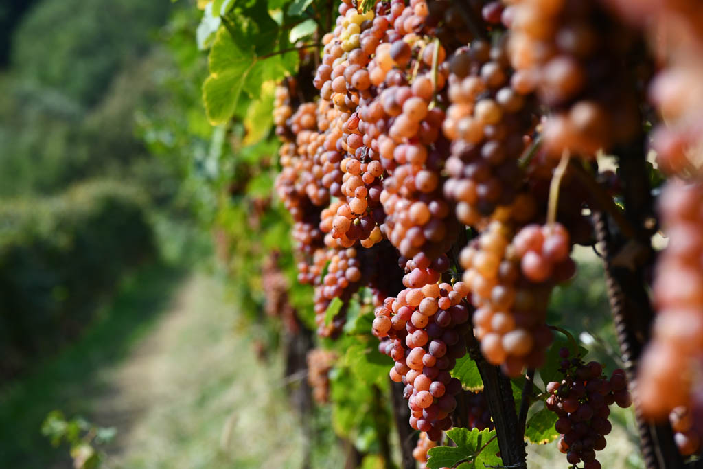 Cembra Gewurztraminer Cantine Monfort Trento Doc