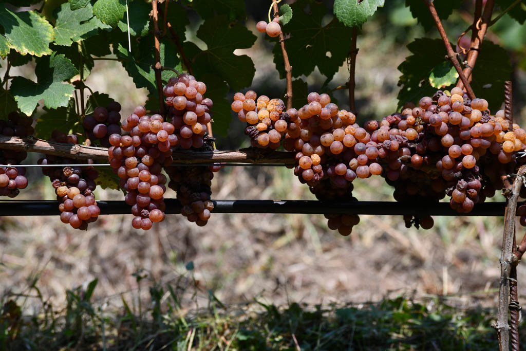 Gewurztraminer Cantine Monfort Trento Doc