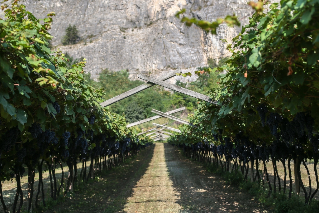 vigneto di teroldego rotaliano